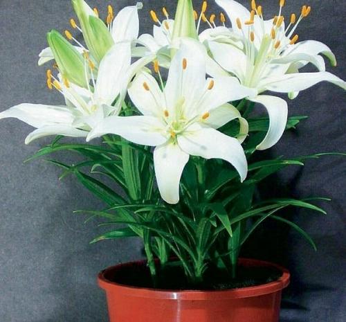 Комнатная лилия. Лилии, эти поистине королевские цветы, можно выращивать не , внимание, только в садах, но и дома. 01