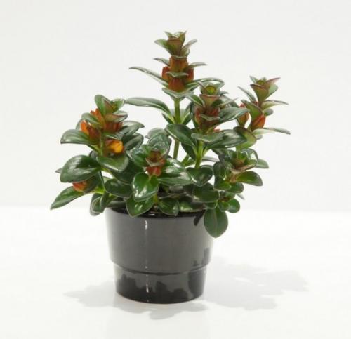 Нематантусы - эффектные красавцы с золотыми рыбками? 07