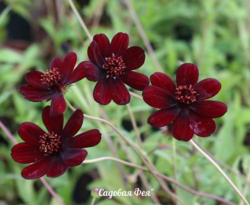 Шоколадная космея - цветок с запахом шоколада. 03