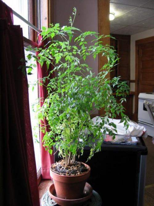 Радермахера - изумрудная королева? 05