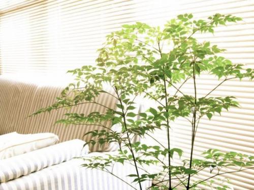 Радермахера - изумрудная королева? 01