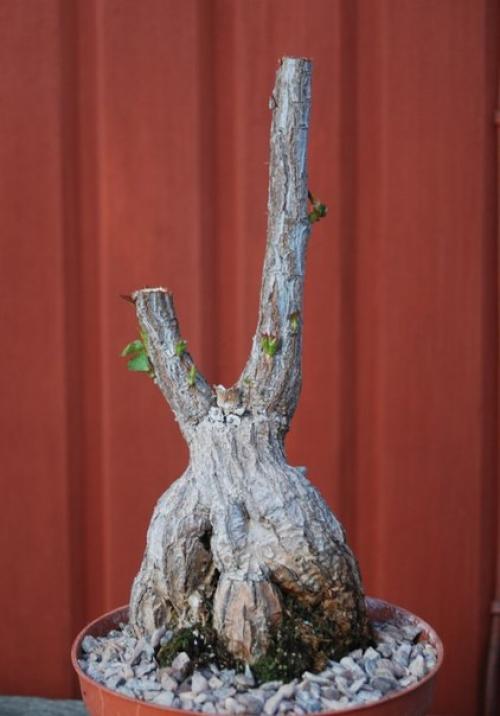 Брахихитон - король бутылочных деревьев? 03