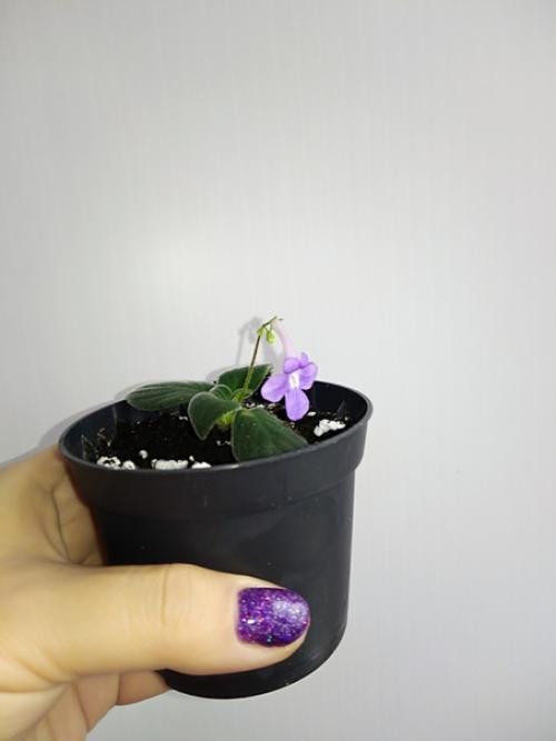 Продам.  Стрептокарпелла - многолетнее ампельное растение, обладает высокой декоративностью даже не цветущая. 02