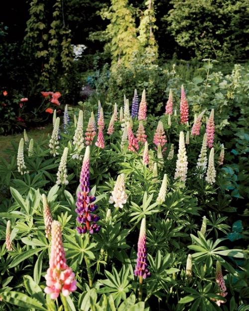 Бельгийский особняк и райский сад дриса ван нотена. 09