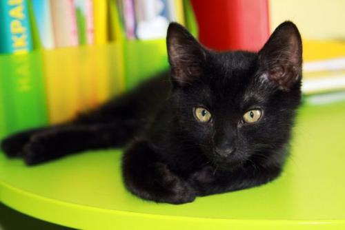 Очень приставучая девочка себе дом ищет. 01