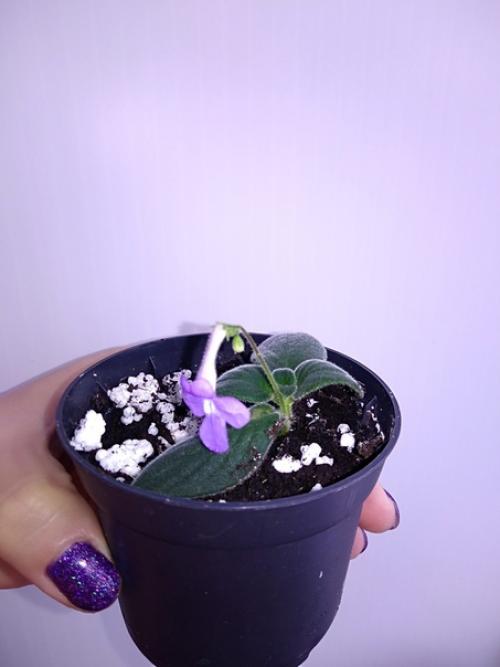 Продам.  Стрептокарпелла - многолетнее ампельное растение, обладает высокой декоративностью даже не цветущая. 01