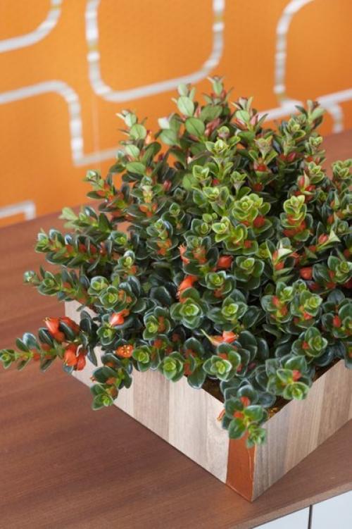 Нематантусы - эффектные красавцы с золотыми рыбками? 08