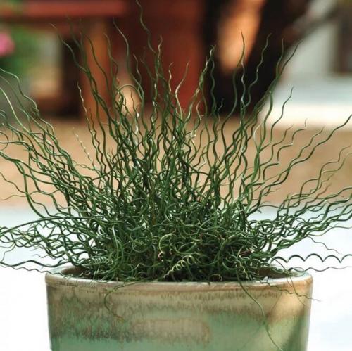 Джункус (ситник).  Такое растение, как джункус или ситник является чем-то новым и не совсем обычным для дизайна интерьеров. 02