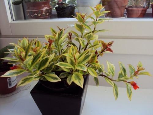 Нематантусы - эффектные красавцы с золотыми рыбками? 03