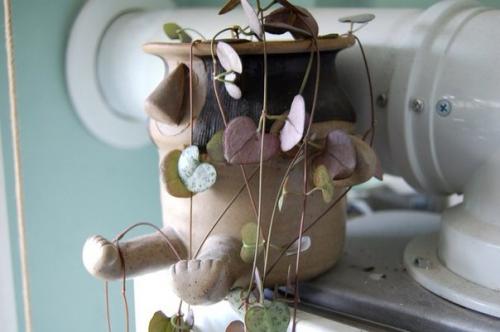 Церопегия.  Церопегия не самый популярный комнатный цветок. 02