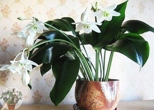 Эухарис - загадочная лилия амазонии. 01