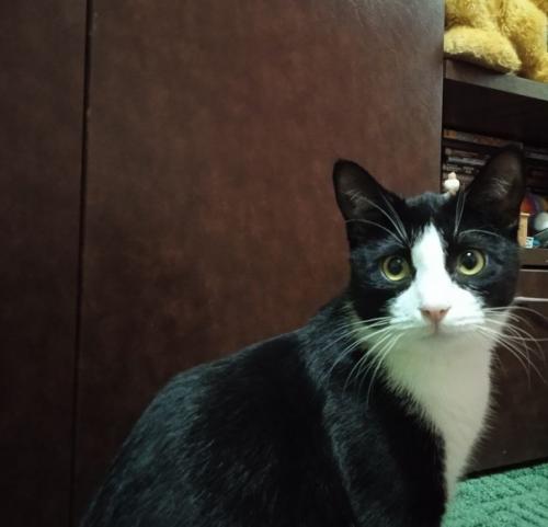 Год назад в нашей семье появилась кошка. 08