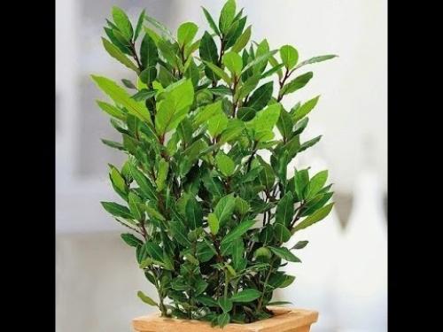 Лавр благородный.  Лавр благородный - представитель семейства лавровые. 01