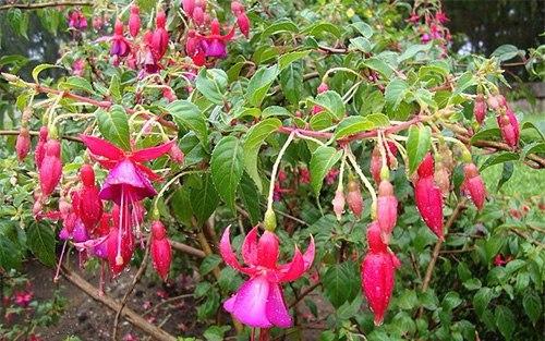 Самые капризные комнатные цветы. 01 Самые капризные комнатные цветы. 01