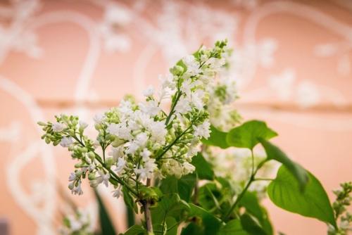 Сирень в александровском дворце. 03