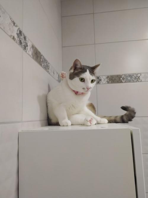 Это марси.  Она же маси, марсюха, кошка, дубина, говновоз, бусинка и самая лучшая булочка, девочка, принцесса. 01