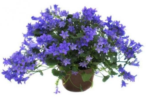 Кампанула - Жених и невеста. 03