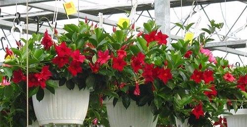 Самые капризные комнатные цветы. 06 Самые капризные комнатные цветы. 06