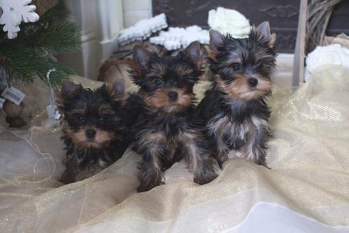 Теперь готовы к новым хозяевам! 
