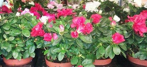 Самые капризные комнатные цветы. 09 Самые капризные комнатные цветы. 09