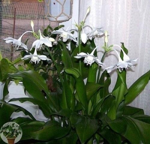 Эухарис - загадочная лилия амазонии. 04