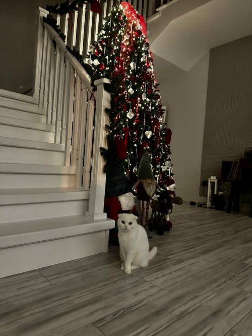 Искусственная ель ставропольская из магазина везем елку - превзошла все мои ожидания! 02