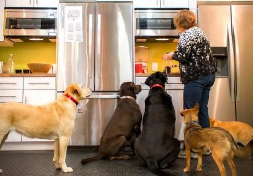 Компания офис.  Компания Kurgo, разрабатывающая товары, которые делают комфортней путешествия для собак, имеет самый дружелюбный к псам офис. 01