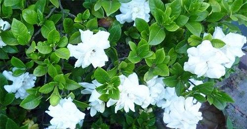 Самые капризные комнатные цветы. 03 Самые капризные комнатные цветы. 03