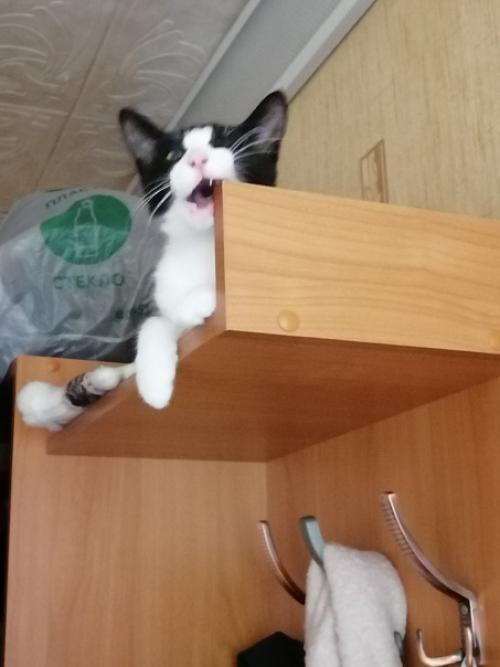 Год назад в нашей семье появилась кошка. 03