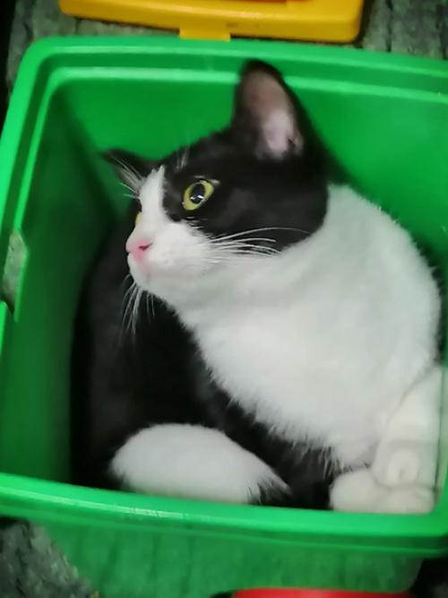 Год назад в нашей семье появилась кошка. 05