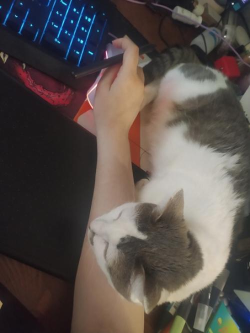 Это марси.  Она же маси, марсюха, кошка, дубина, говновоз, бусинка и самая лучшая булочка, девочка, принцесса. 09