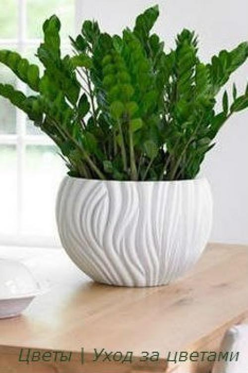 Замиокулькас - элегантный джентльмен? 05