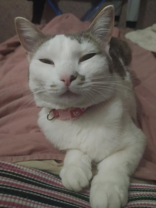 Это марси.  Она же маси, марсюха, кошка, дубина, говновоз, бусинка и самая лучшая булочка, девочка, принцесса. 02