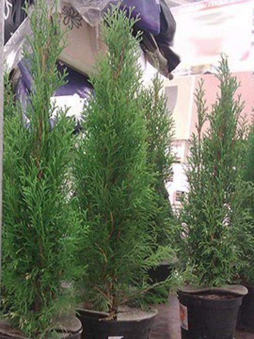 Самые капризные комнатные цветы. 08 Самые капризные комнатные цветы. 08