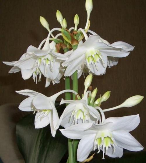 Мы выращиваем эухарис в домашних условиях: посадка, уход, размножение. 05