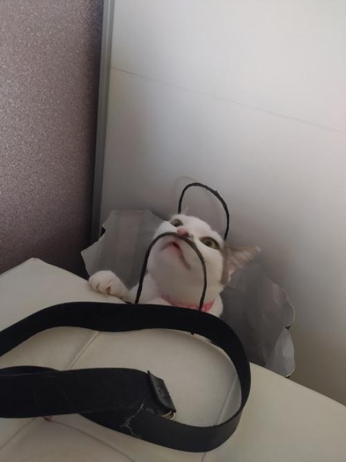 Это марси.  Она же маси, марсюха, кошка, дубина, говновоз, бусинка и самая лучшая булочка, девочка, принцесса. 07