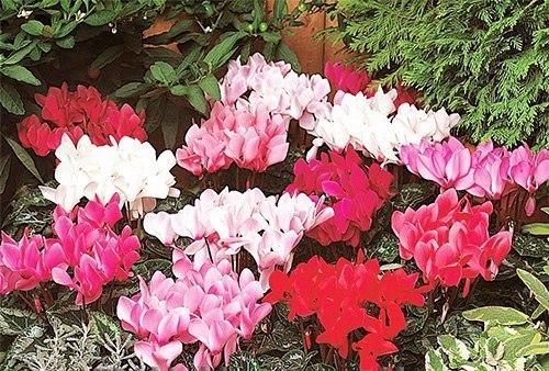 Самые капризные комнатные цветы. 02 Самые капризные комнатные цветы. 02