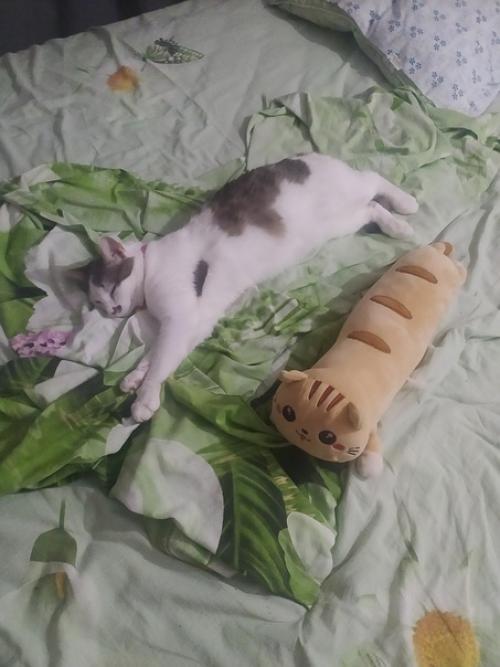 Это марси.  Она же маси, марсюха, кошка, дубина, говновоз, бусинка и самая лучшая булочка, девочка, принцесса. 04