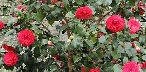 Самые капризные комнатные цветы. 04 Самые капризные комнатные цветы. 04