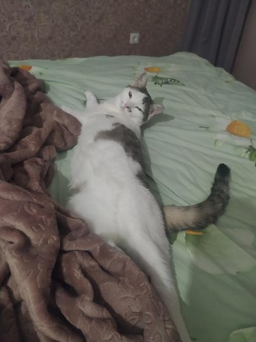 Это марси.  Она же маси, марсюха, кошка, дубина, говновоз, бусинка и самая лучшая булочка, девочка, принцесса. 08