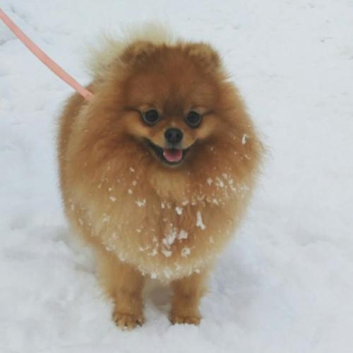 Как обезопасить квартиру перед появлением щенка? 01