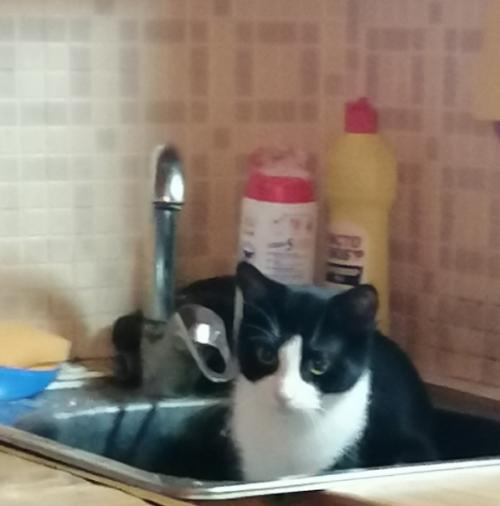 Год назад в нашей семье появилась кошка. 06