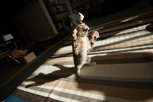 Как снимать домашних животных. 05