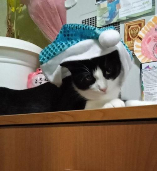 Год назад в нашей семье появилась кошка. 07