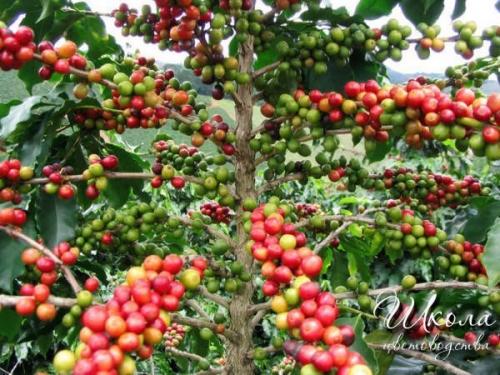 Комнатные растения на кухне. 03