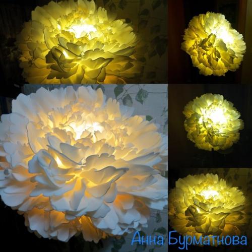 Пион White - красивый, крупный сорт роскошного цветения. 01