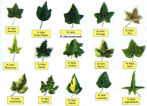 Плющ (хедера?   Плющ или хедера (Hedera) - вечнозеленая лиана из семейства Аралиевых. 02