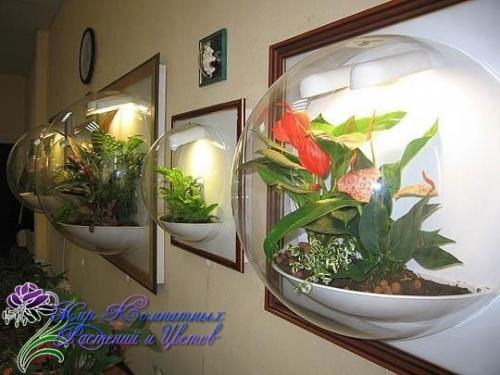 Флорариумы?   Флораримуы Входят в моду. 05