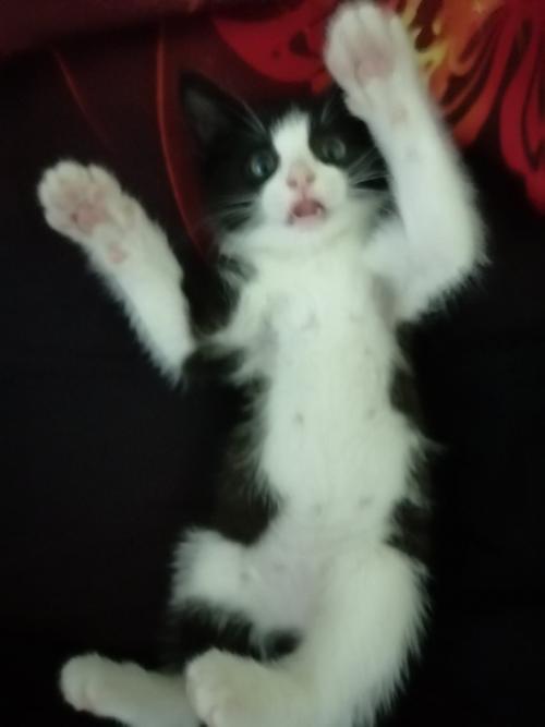 Год назад в нашей семье появилась кошка. 01