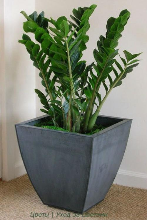 Замиокулькас - элегантный джентльмен? 02